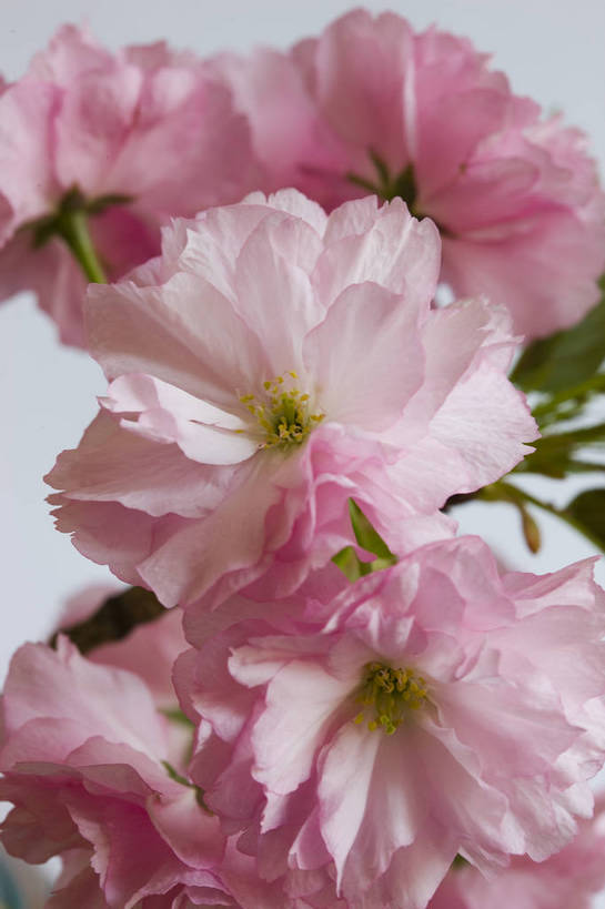 竖图,彩色,室内,特写,白天,桃花,北京,中国,局部,图片,花,花朵,花卉,自然,竖,摄影,东亚,影棚拍摄,bj174