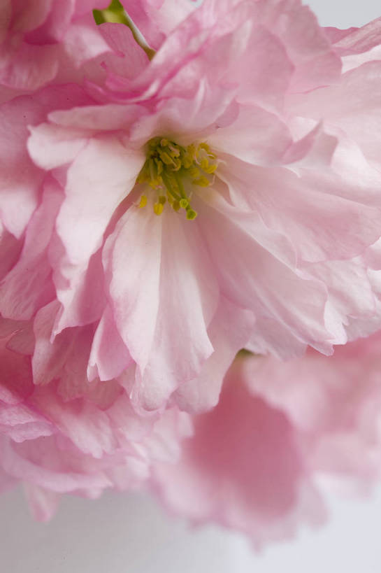 竖图,彩色,室内,特写,白天,桃花,北京,中国,局部,图片,花,花朵,花卉,自然,竖,摄影,东亚,影棚拍摄,bj174