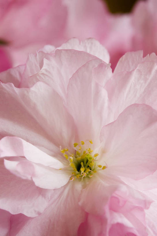 竖图,彩色,室内,特写,白天,桃花,北京,中国,局部,图片,花,花朵,花卉,自然,竖,摄影,东亚,影棚拍摄,bj174