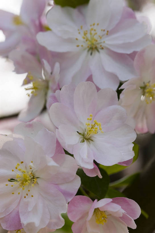 竖图,彩色,室外,特写,白天,海棠花,北京,中国,局部,图片,花,花朵,花卉,自然,竖,摄影,东亚,bj174