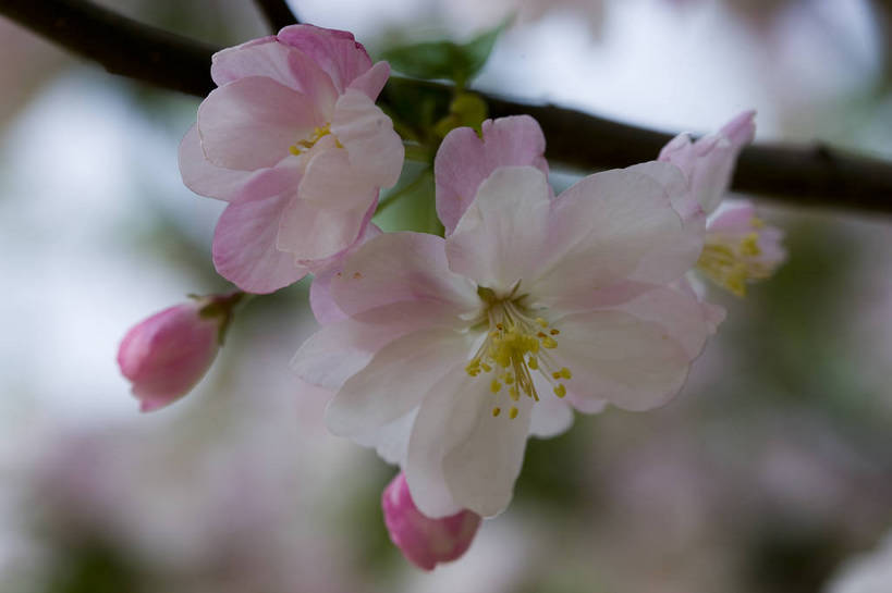 横图,彩色,室外,特写,白天,海棠花,北京,中国,局部,图片,花,花朵,花卉,自然,摄影,东亚,bj174