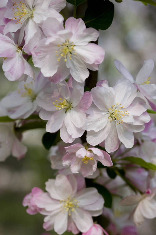 竖图,彩色,室外,特写,白天,海棠花,北京,中国,局部,图片,花,花朵,花卉,自然,竖,摄影,东亚,bj174