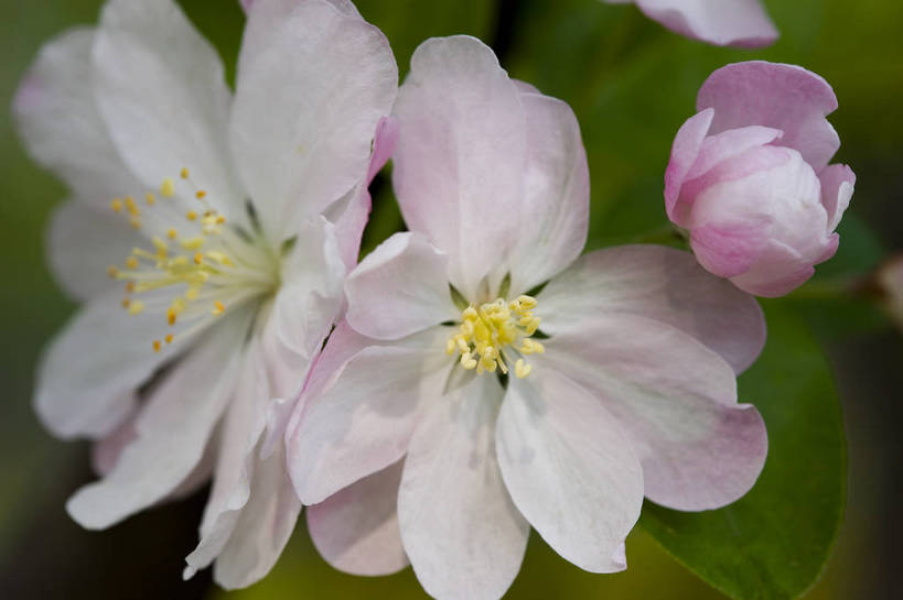 横图,彩色,室外,特写,白天,海棠花,北京,中国,局部,图片,花,花朵,花卉,自然,摄影,东亚,bj174