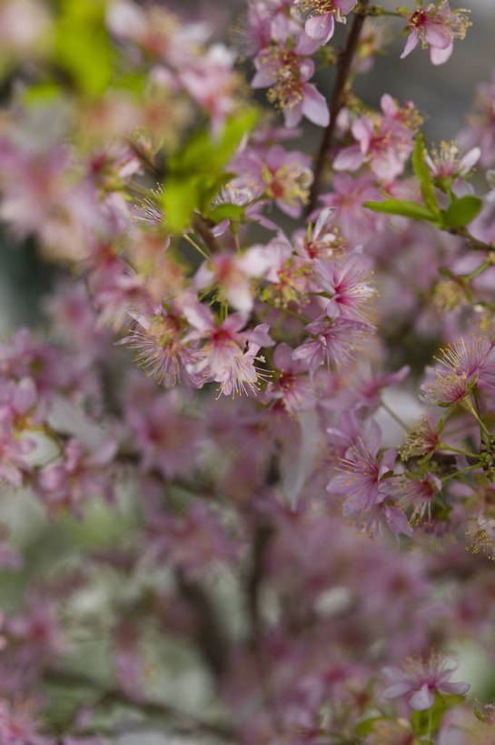 竖图,彩色,室外,特写,白天,桃花,北京,中国,局部,图片,花,花卉,树枝,自然,竖,摄影,东亚,bj174