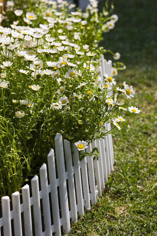 花园,竖图,彩色,室外,特写,白天,花圃,北京,中国,图片,花,花卉,自然,菊花,竖,摄影,野菊花,东亚,沉默,避邪,苦薏,山菊花,专一,bj174