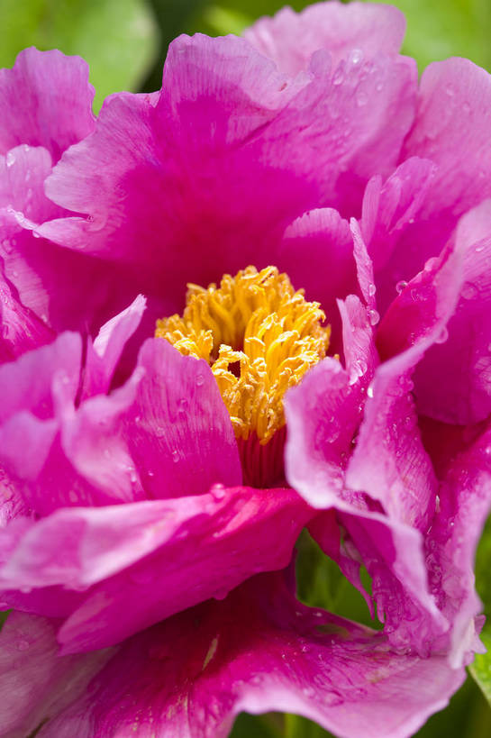 竖图,彩色,室外,特写,白天,牡丹花,北京,中国,局部,图片,花,花朵,花卉,自然,竖,摄影,富贵,东亚,鼠姑,鹿韭,白茸,百雨金,浓情,圆满,富贵花,洛阳花,牡丹,木芍药,芍药,bj174