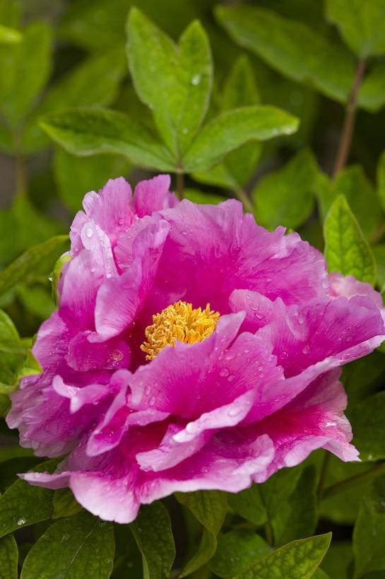 竖图,彩色,室外,特写,白天,牡丹花,北京,中国,局部,图片,花,花朵,花卉,自然,竖,摄影,富贵,东亚,鼠姑,鹿韭,白茸,百雨金,浓情,圆满,富贵花,洛阳花,牡丹,木芍药,芍药,bj174