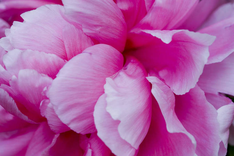 横图,彩色,室外,特写,白天,牡丹花,北京,中国,局部,图片,花,花朵,花卉,自然,摄影,富贵,东亚,鼠姑,鹿韭,白茸,百雨金,浓情,圆满,富贵花,洛阳花,牡丹,木芍药,芍药,bj174