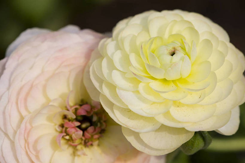 横图,彩色,室外,特写,白天,月季花,北京,中国,局部,图片,花,花朵,花卉,自然,摄影,东亚,月季,bj174