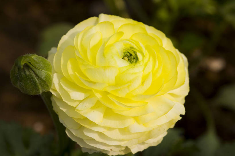 横图,彩色,室外,特写,白天,月季花,北京,中国,局部,图片,花,花朵,花卉,自然,摄影,东亚,月季,bj174