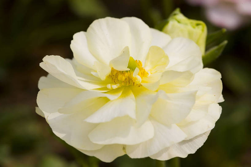 横图,彩色,室外,特写,白天,月季花,北京,中国,局部,图片,花,花朵,花卉,自然,摄影,东亚,月季,bj174