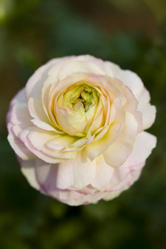 竖图,彩色,室外,特写,白天,月季花,北京,中国,局部,图片,花,花朵,花卉,自然,竖,摄影,东亚,月季,bj174