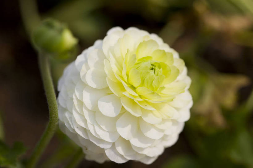 横图,彩色,室外,特写,白天,月季花,北京,中国,局部,图片,花,花朵,花卉,自然,摄影,东亚,月季,bj174