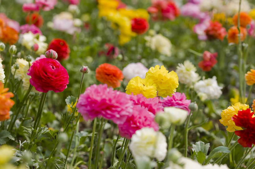 花园,横图,彩色,室外,特写,白天,花圃,月季花,北京,中国,局部,图片,花,花卉,自然,摄影,东亚,月季,bj174