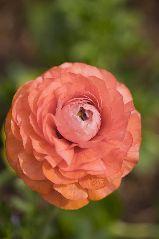 竖图,彩色,室外,特写,白天,月季花,北京,中国,局部,图片,花,花朵,花卉,自然,竖,摄影,东亚,月季,bj174