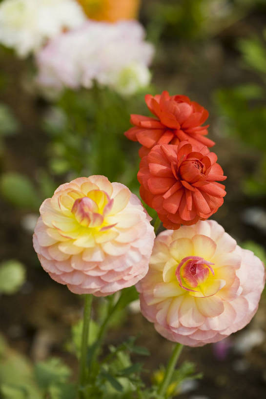 竖图,彩色,室外,特写,白天,月季花,北京,中国,局部,图片,花,花朵,花卉,自然,竖,摄影,东亚,月季,bj174