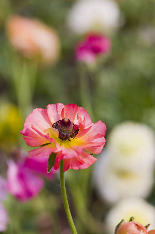 竖图,彩色,室外,特写,白天,月季花,北京,中国,局部,图片,花,花朵,花卉,自然,竖,摄影,东亚,月季,bj174
