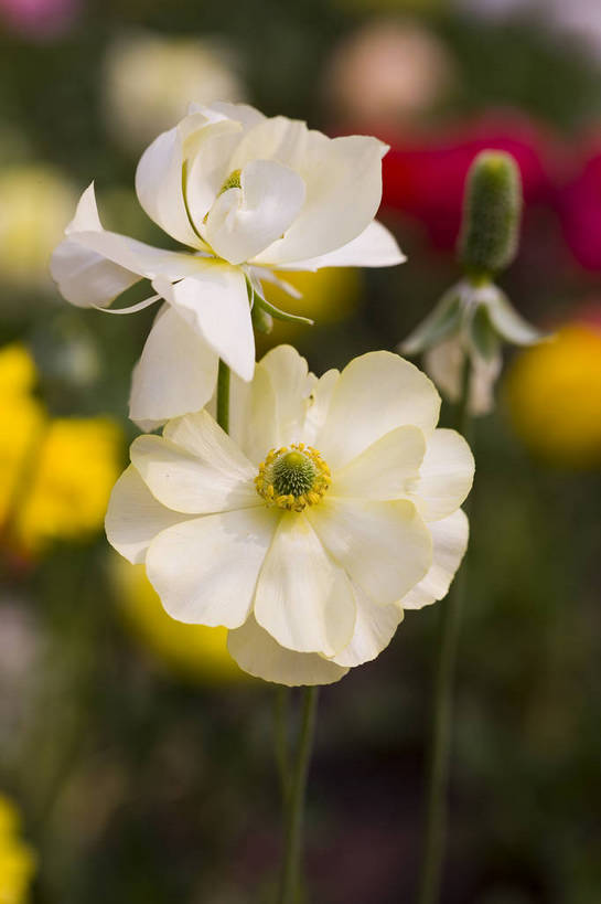 竖图,彩色,室外,特写,白天,月季花,北京,中国,局部,图片,花,花朵,花卉,自然,摄影,东亚,月季,bj174