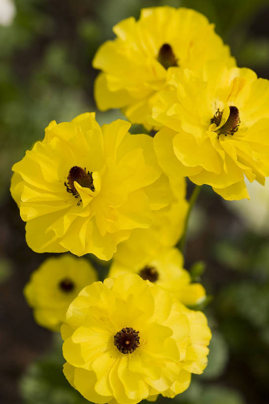 竖图,彩色,室外,特写,白天,月季花,北京,中国,局部,图片,花,花朵,花卉,自然,竖,摄影,东亚,月季,bj174