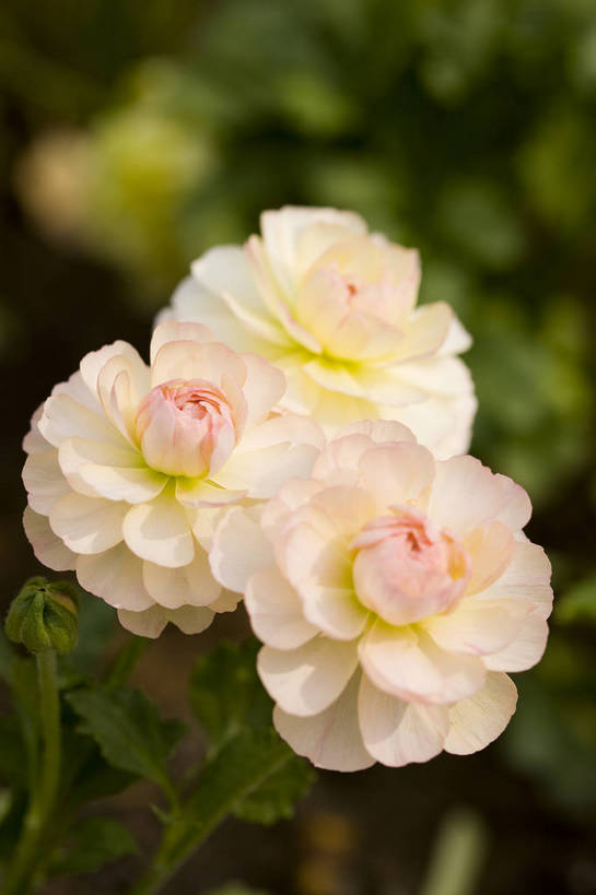 竖图,彩色,室外,特写,白天,月季花,北京,中国,局部,图片,花,花朵,花卉,自然,竖,摄影,东亚,月季,bj174