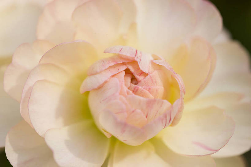 横图,彩色,室外,特写,白天,月季花,北京,中国,局部,图片,花,花朵,花卉,自然,摄影,东亚,月季,bj174