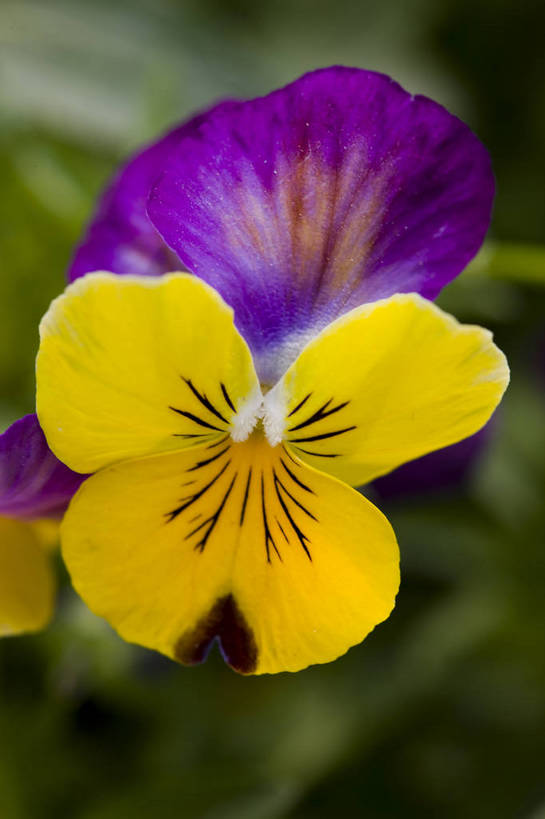 竖图,彩色,室外,特写,白天,月季花,北京,中国,局部,图片,花,花朵,花卉,自然,竖,摄影,东亚,月季,bj174