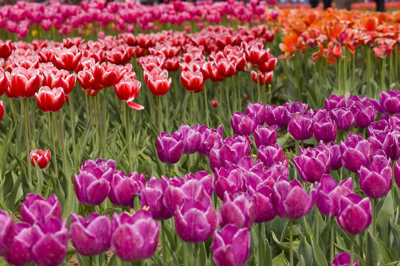 花园,横图,彩色,室外,特写,白天,花圃,郁金香,北京,中国,局部,图片,花,花卉,自然,摄影,东亚,bj174