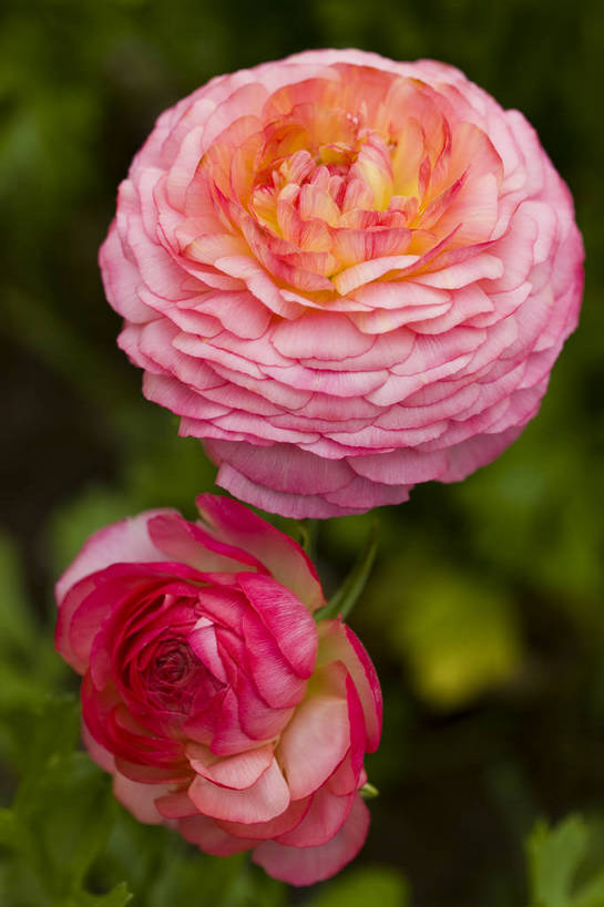 竖图,彩色,室外,特写,白天,月季花,北京,中国,局部,图片,花,花朵,花卉,自然,竖,摄影,东亚,月季,bj174