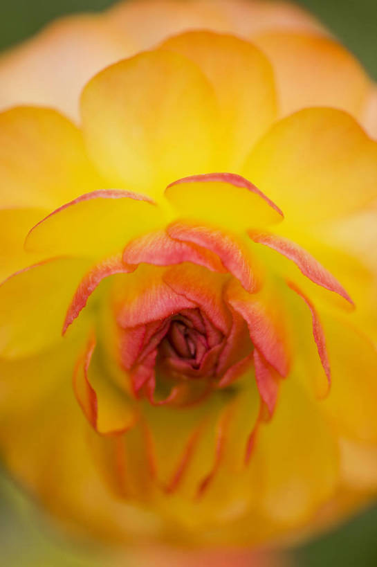 竖图,彩色,室外,特写,白天,月季花,北京,中国,局部,图片,花,花朵,花卉,自然,竖,摄影,东亚,月季,bj174