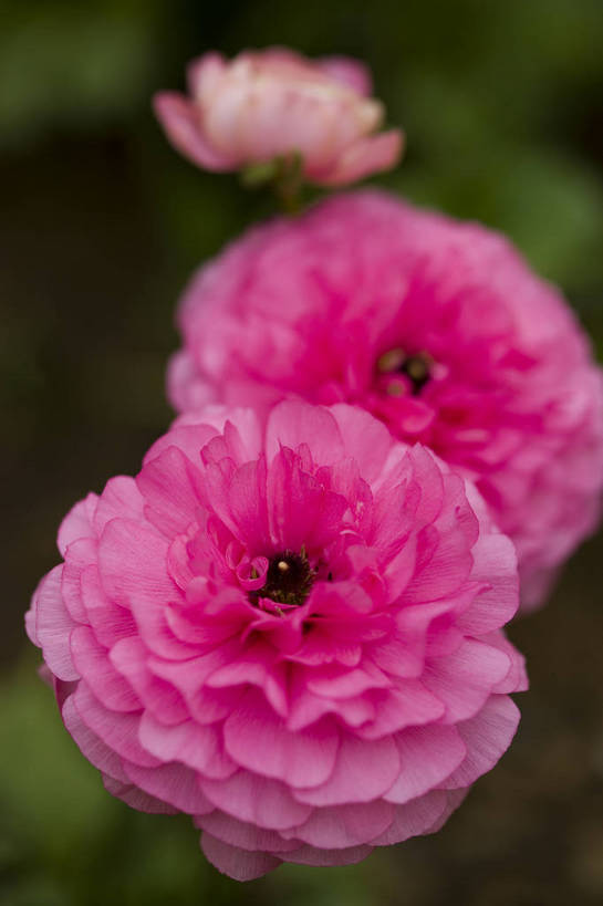 竖图,彩色,室外,特写,白天,月季花,北京,中国,局部,图片,花,花朵,花卉,自然,竖,摄影,东亚,月季,bj174