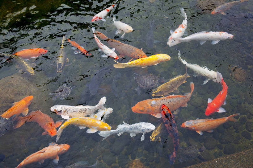 无人,横图,彩色,室外,白天,旅游,度假,名胜古迹,标志建筑,地标,建筑,锦鲤,香港,中国,遗迹,金鱼,鱼,图片,池塘,水池,古迹,文物,娱乐,建设,古建筑,动物,享受,休闲,旅游胜地,放松,可爱,都市风光,文明,中国文化,古文明,香港公园,旅行,bj174