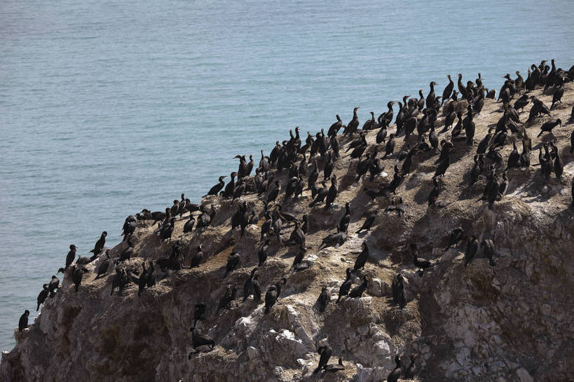 无人,横图,室外,白天,旅游,度假,湖,名胜古迹,田园,标志建筑,地标,建筑,鸟,青海湖,鸟岛,遗迹,岛,古迹,文物,娱乐,建设,古建筑,自然,动物,享受,休闲,旅游胜地,放松,风光,生态,古文明,青海,旅行,bj174