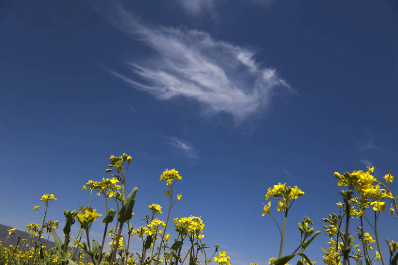 无人,横图,室外,白天,旅游,度假,草地,名胜古迹,田园,植物,标志建筑,地标,建筑,遗迹,田野,云,野花,古迹,文物,娱乐,建设,古建筑,蓝天,自然,享受,休闲,旅游胜地,放松,风光,古文明,青海,旅行,bj174