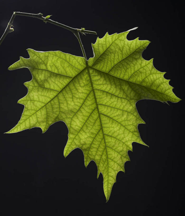 无人,竖图,特写,棚拍,静物,黑色背景,新鲜,枫叶,生活,营养,饮食,绿色,健康,成熟,脉络,大自然,生命,物体,主题,成分,bj174