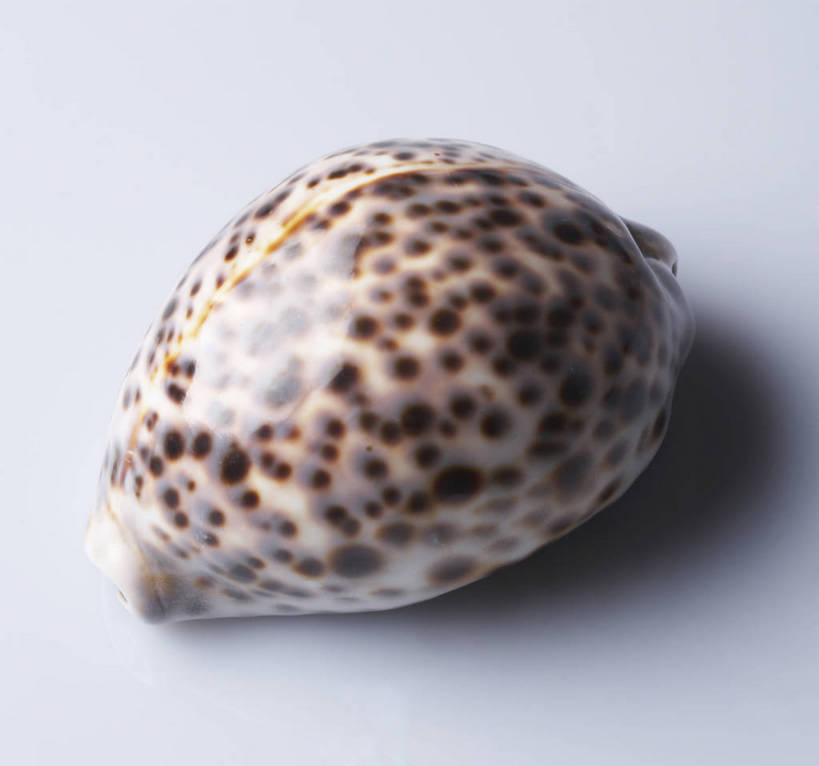 无人,横图,棚拍,哺乳动物,静物,贝壳,光泽,壳,海螺,海洋生物,生物,水生动物,水生物,海底动物,bj174