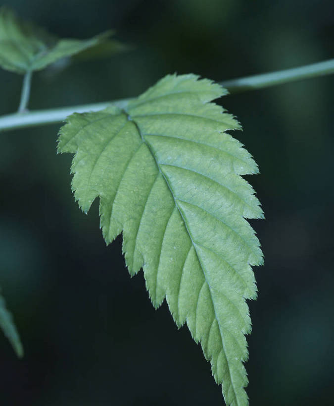 无人,竖图,特写,背景,静物,新鲜,枫叶,生活,营养,饮食,绿色,自然,健康,成熟,脉络,大自然,生命,物体,主题,成分,bj174