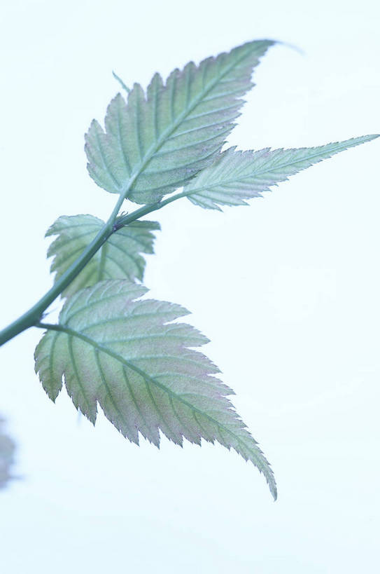 无人,竖图,特写,背景,静物,新鲜,枫叶,生活,营养,饮食,绿色,健康,成熟,脉络,大自然,生命,物体,主题,影棚拍摄,成分,bj174