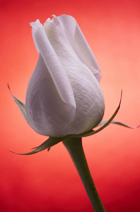 无人,竖图,特写,爱情,纯洁,水,植物,玫瑰,静物,情人节,湿,节日,芳香,香气,液体,水滴,浪漫,花,花瓣,花朵,花卉,开花,红色,自然,露珠,温馨,喜庆,香味,摄影,影棚,气味,一支,假期,简单,象征,物体,摄影棚,关心,精美,暖色调,甜蜜,影棚拍摄,拍摄,bj174