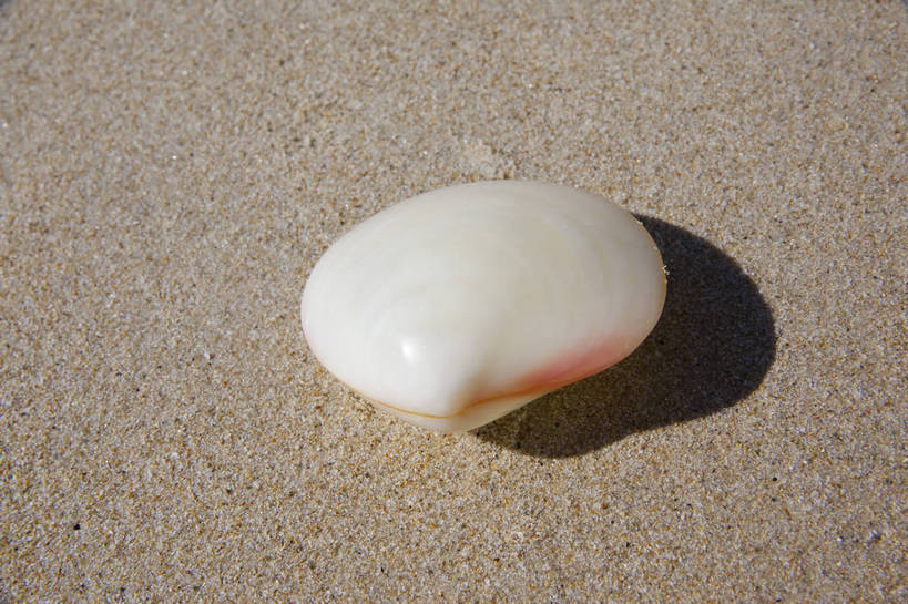 横图,彩色,室外,特写,白天,旅游,沙滩,静物,贝壳,三亚,沙子,图片,扇贝,海洋生物,海南,一个,自然,摄影,海滩,旅行,亚龙湾,bj174