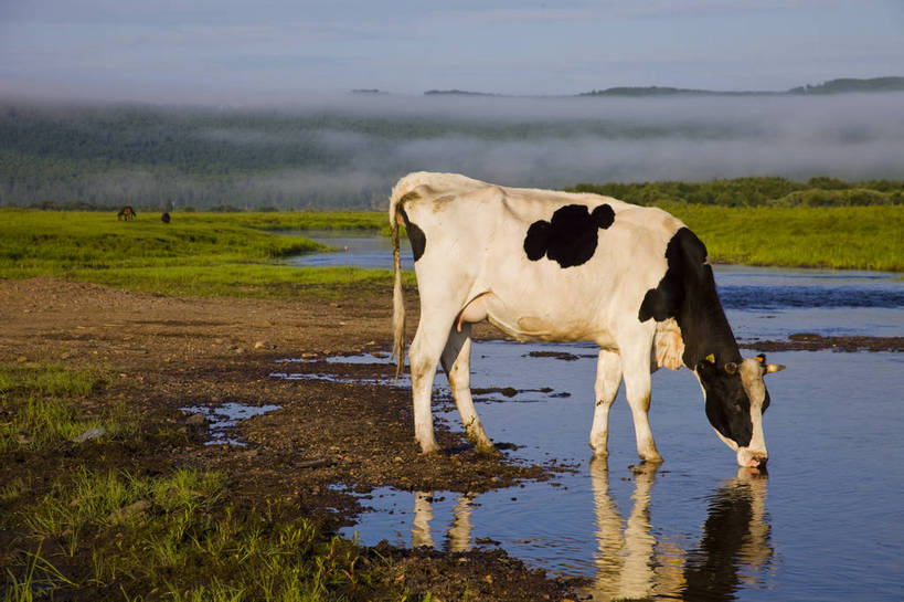 无人,横图,彩色,室外,白天,草地,草原,田园,牛,中国,亚洲,放牧,图片,水塘,白云,天空,自然,动物,蒙,摄影,风光,原野,东亚,内蒙古,中华人民共和国,华北地区,内蒙古自治区,额尔古纳,bj174