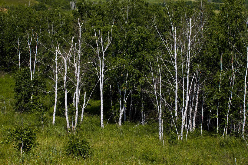 无人,横图,彩色,室外,白天,草地,草原,森林,田园,中国,亚洲,图片,树,自然,蒙,摄影,风光,原野,东亚,内蒙古,中华人民共和国,华北地区,内蒙古自治区,额尔古纳,bj174