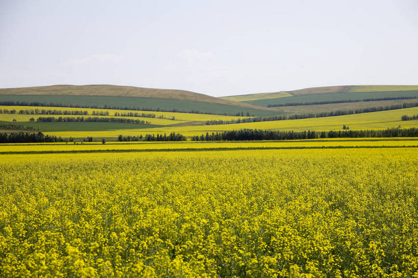 无人,农田,横图,彩色,室外,白天,庄稼,农作物,草地,草原,田园,萱草,中国,亚洲,图片,白云,天空,自然,蒙,摄影,风光,原野,东亚,内蒙古,中华人民共和国,华北地区,疗愁,萱草花,宜男,内蒙古自治区,呼伦贝尔,忘忧草,金针菜,黄花菜,黄花,耕地,庄稼田,bj174