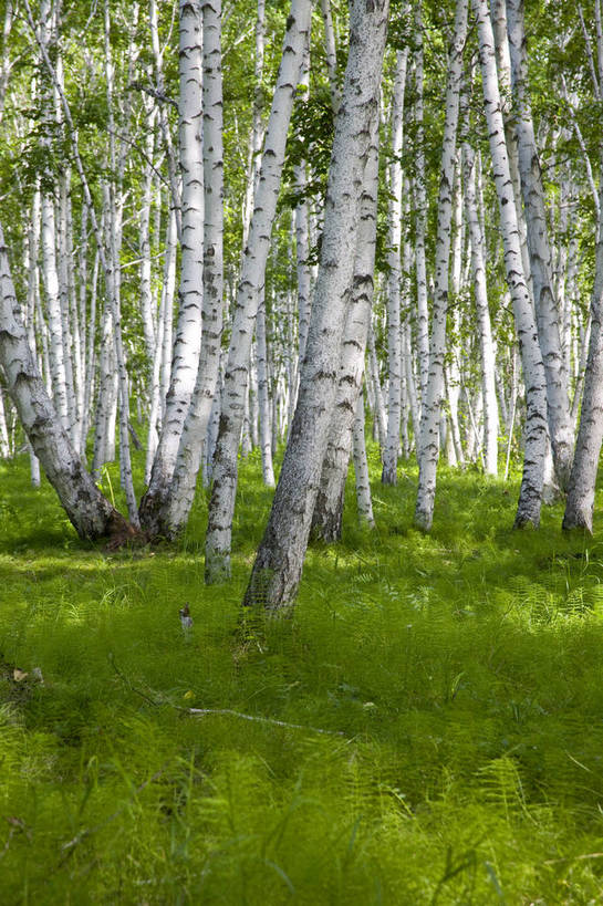 无人,竖图,彩色,室外,特写,白天,草原,森林,中国,亚洲,图片,树,自然,蒙,摄影,风光,东亚,内蒙古,中华人民共和国,华北地区,内蒙古自治区,呼伦贝尔,bj174