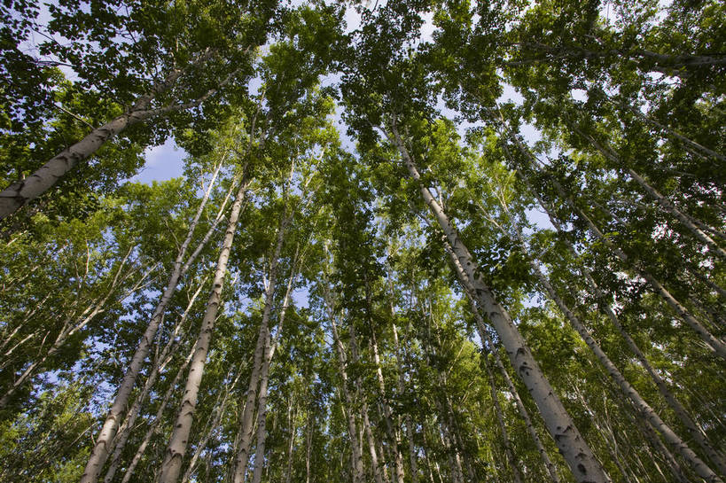 无人,横图,彩色,室外,特写,白天,草原,森林,中国,亚洲,图片,树,自然,蒙,摄影,风光,东亚,内蒙古,中华人民共和国,华北地区,内蒙古自治区,呼伦贝尔,bj174