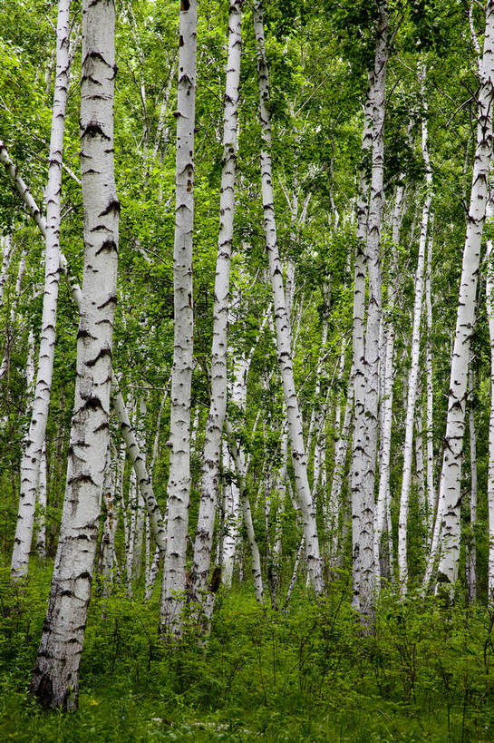 无人,竖图,彩色,室外,特写,白天,草原,森林,中国,亚洲,图片,树,自然,蒙,摄影,风光,东亚,内蒙古,中华人民共和国,华北地区,内蒙古自治区,呼伦贝尔,bj174