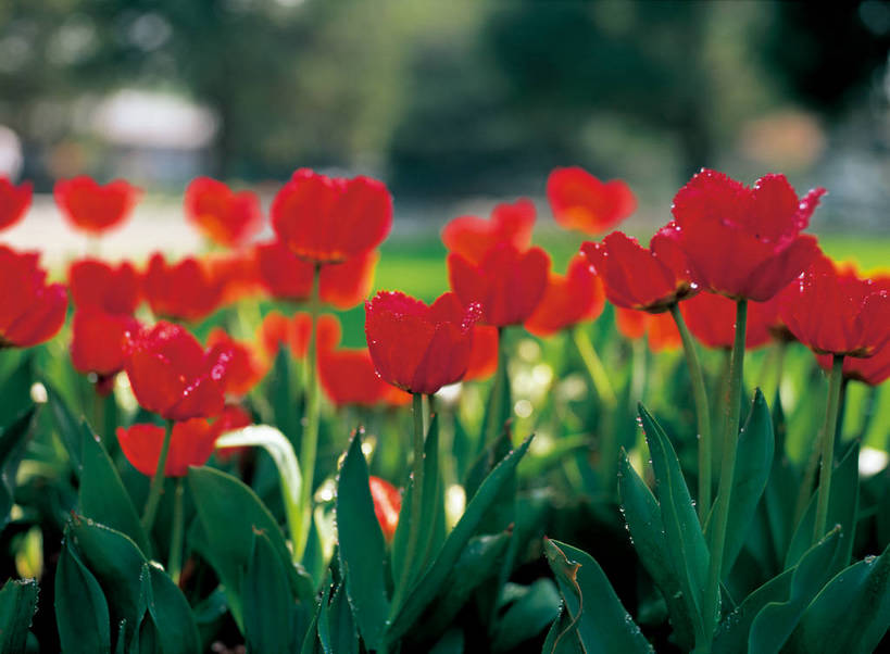 摄影师,横图,特写,植物,郁金香,盛开,水滴,素材,花,红色,自然,概念,颜色,想象,摄像师,bj174