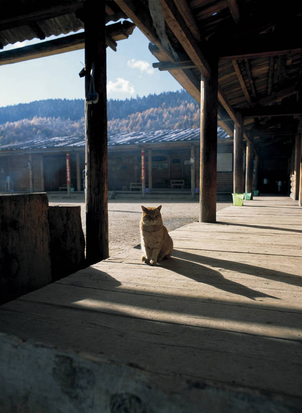 摄影师,蹲,竖图,彩色,照片,室外,旅游,山,猫,香格里拉,中国,光线,山川,云,云朵,云彩,云南,东方,一只,风景,蓝天,阳光,动物,天,摄影,晴天,近景,摄像师,属都湖,bj174