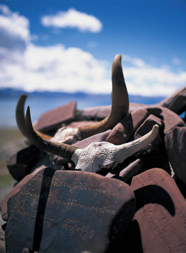 摄影师,竖图,彩色,照片,室外,特写,白天,旅游,牛,中国,局部,节日,民俗,光线,云,云朵,云彩,文化,传统,西藏,东方,少数民族,民族,蓝天,阳光,动物,天,祈祷,健康,家畜,许愿,摄影,宗教,佛教,牲畜,信仰,晴天,纪念,祈求,近景,摄像师,喇嘛教,藏传佛教,纳木错,玛尼石,释教,高原之舟,天祝白牦牛,平安,牦牛,藏语系佛教,西藏佛教,嘛呢石,玛尼堆,bj174
