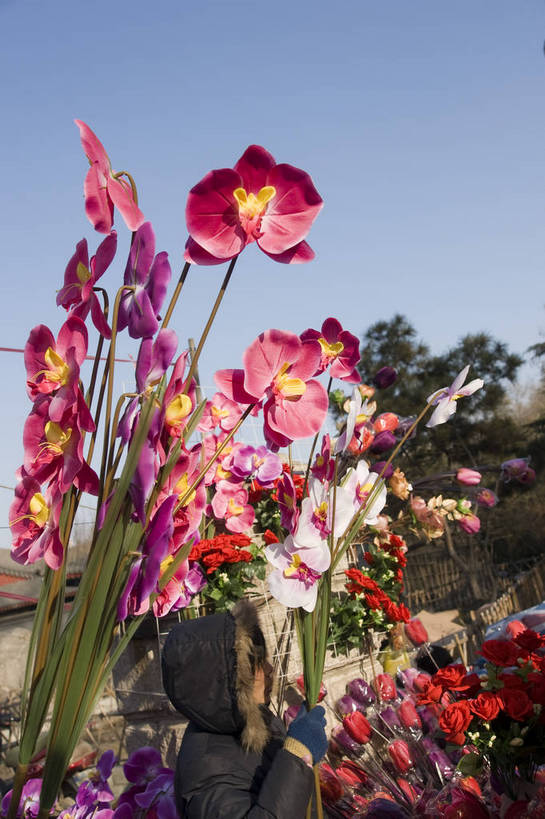 摄影师,竖图,彩色,室外,白天,北京,中国,春节,亚洲,节日,庆祝,民俗,冬季,庙会,文化,传统,摊贩,东方,鲜花,花束,庆典,热闹,晴天,纪念,文明,近景,中国文化,摄像师,春意盎然,龙潭湖公园,bj174