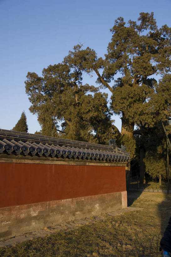 无人,摄影师,天坛,竖图,彩色,室外,白天,旅游,草地,树林,植物,城市,建筑,北京,中国,亚洲,古老,影子,冬季,围墙,文化,古建筑,东方,风景,晴天,园林,宁静,文明,近景,悠闲,摄像师,皇家园林,bj174